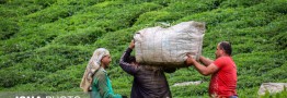 اعلام نرخ خرید تضمینی برگ سبز چای/ صادرات ۱۷ میلیون دلاری