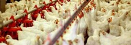 ایران به خودکفایی صددرصدی در گوشت مرغ و تخم‌مرغ رسید