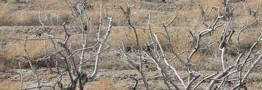 امسال نسبت به میانگین بلندمدت، ۴۰ درصد کاهش بارش داشته‌ایم