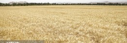 خسارت ۸۰ درصدی گندم دیم؛ تمام مزارع بیمه بودند