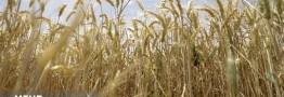 جلسه کارشناسی برای تعیین قیمت گندم امروز برگزار می‌شود