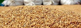 مرغ&zwnj;های زنده مانده از آنفولانزا، از نرسیدن دان خواهند مرد/دولت کامیون&zwnj;دارها و مرغداران را روبه&zwnj;روی هم قرار داده/خوراک دام در انبار بنادر دپو شده است